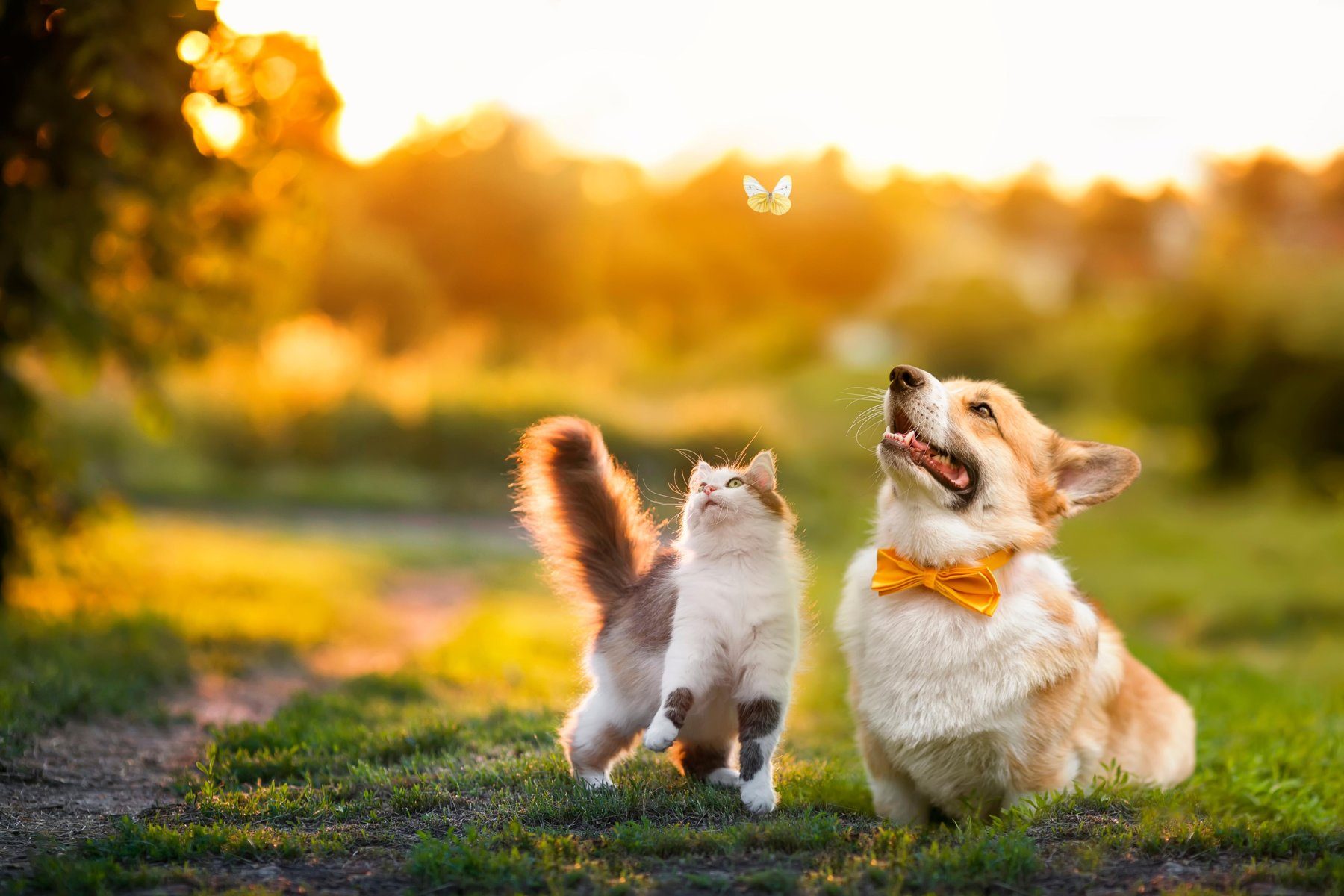Cat and dog walking together in a sunny meadow