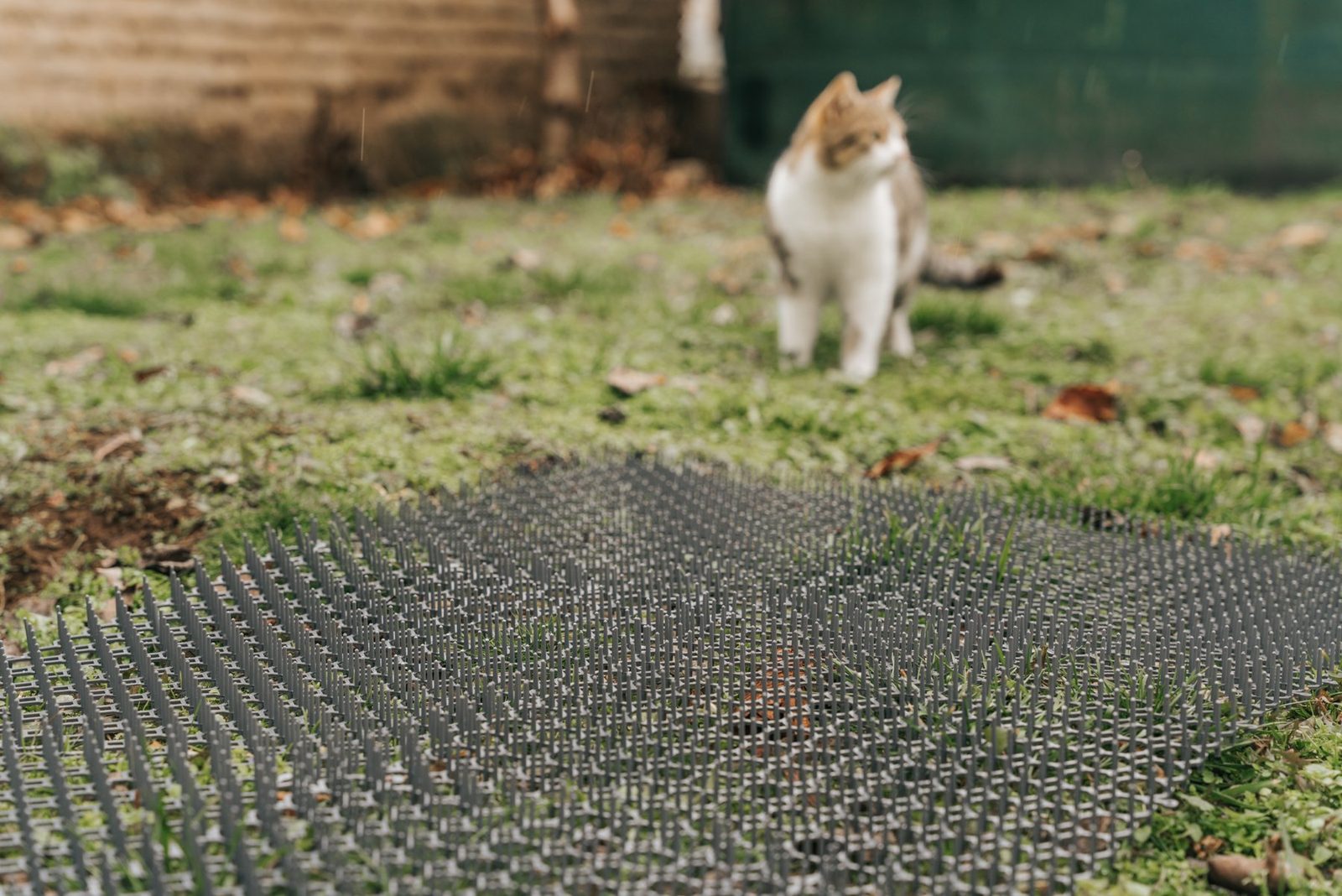 Cat looking at a Petfolio scat mat on a lawn
